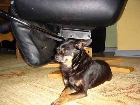 Blanding af racer donald billede 1