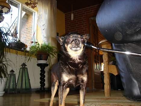 Blanding af racer donald billede 2