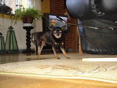 Blanding af racer donald billede 3