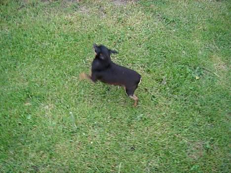 Blanding af racer donald billede 4