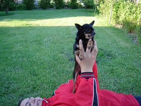 Blanding af racer donald billede 5