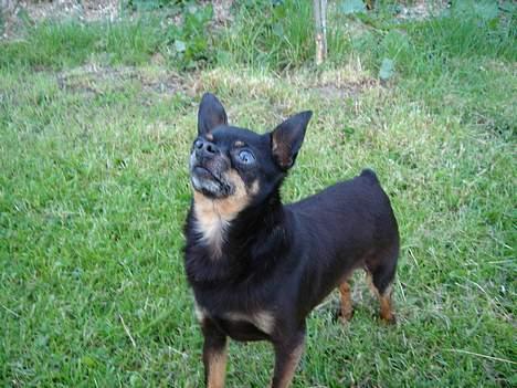 Blanding af racer donald billede 6