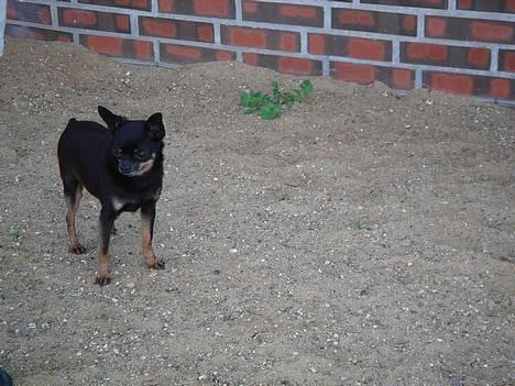 Blanding af racer donald billede 7