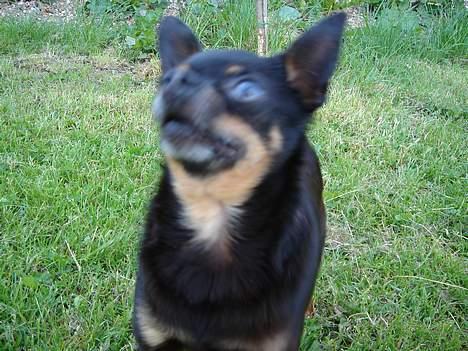 Blanding af racer donald billede 8