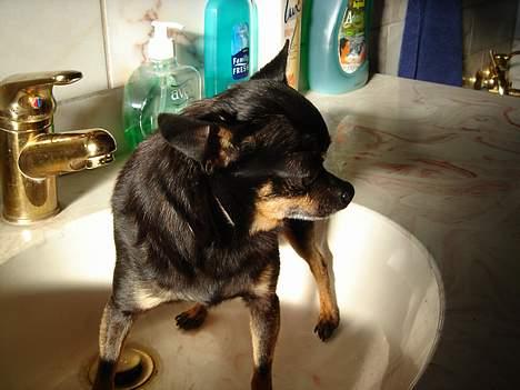 Blanding af racer donald billede 9