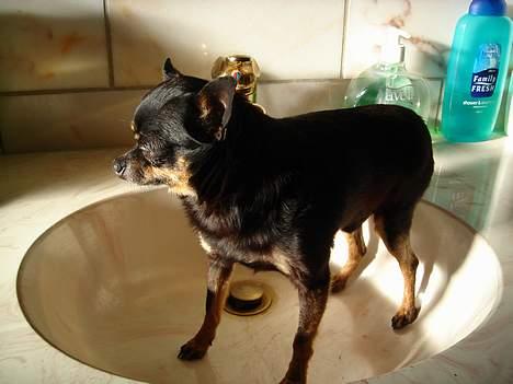 Blanding af racer donald billede 10