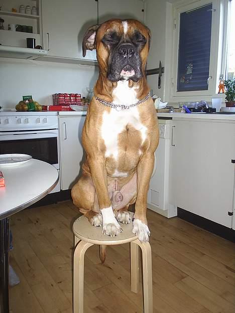 Amerikansk bulldog kian sov ind den 15/4 -10 - er jeg ikk dygtig  billede 7