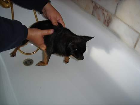 Blanding af racer donald billede 11