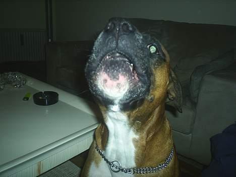 Amerikansk bulldog kian sov ind den 15/4 -10 - lalajilalajiiiii billede 8