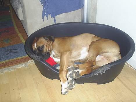 Amerikansk bulldog kian sov ind den 15/4 -10 - kan godt lig i den ... billede 9