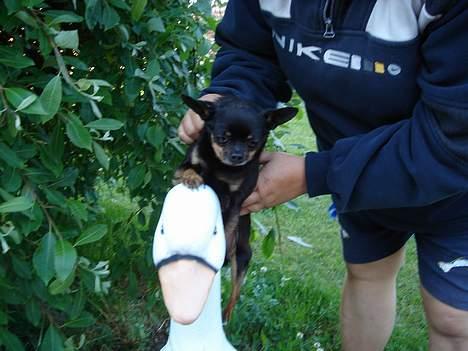 Blanding af racer donald billede 12