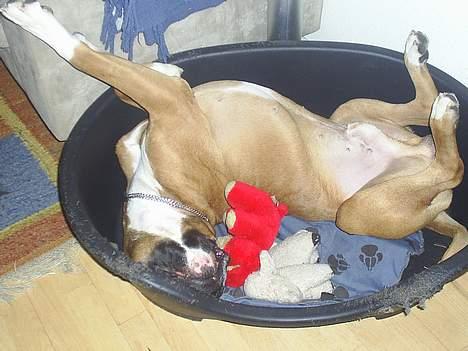 Amerikansk bulldog kian sov ind den 15/4 -10 - nøjjj jeg er træt billede 10