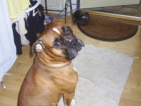 Amerikansk bulldog kian sov ind den 15/4 -10 - snakker du til mig? billede 11