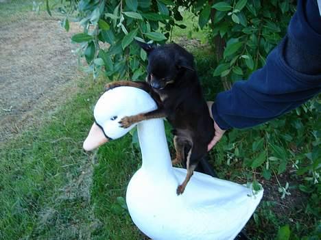 Blanding af racer donald billede 13