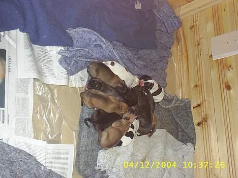 Amerikansk bulldog kian sov ind den 15/4 -10 - det er så mine børn 12 stk billede 12