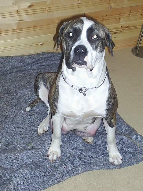 Amerikansk bulldog kian sov ind den 15/4 -10 - min kæreste / kone mille/musse og mor til mine 12 børn billede 13