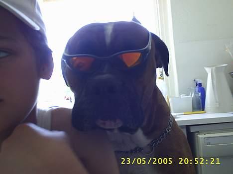 Amerikansk bulldog kian sov ind den 15/4 -10 - bare til imorgen ik billede 15