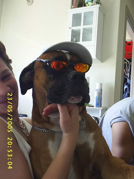 Amerikansk bulldog kian sov ind den 15/4 -10 - yes yes ....det er far her billede 16