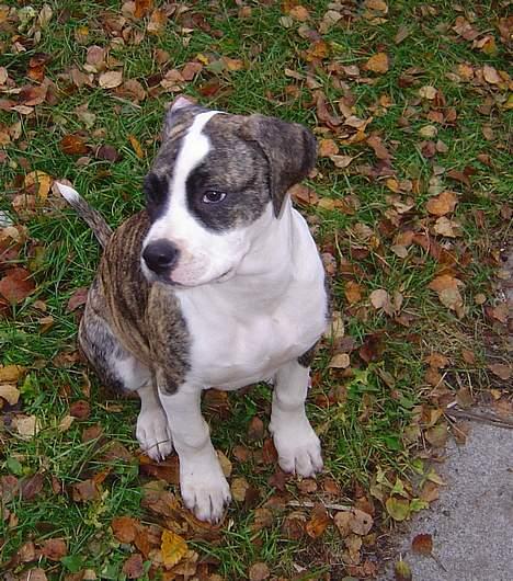 Amerikansk bulldog kian sov ind den 15/4 -10 - musse/ mille ...som lille billede 17