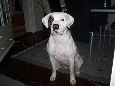 Amerikansk bulldog Chili 2001-2009 billede 19