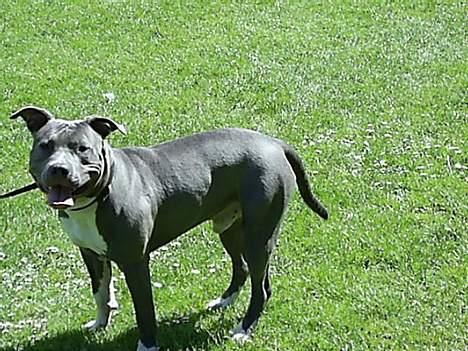 Amerikansk staffordshire terrier Baloo billede 3