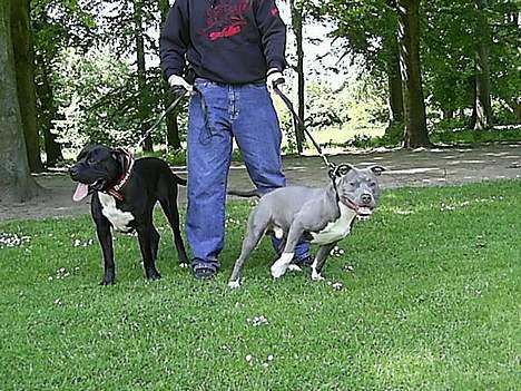 Amerikansk staffordshire terrier Baloo billede 4