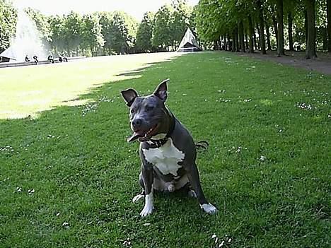 Amerikansk staffordshire terrier Baloo billede 6