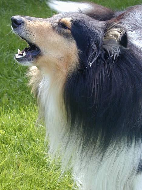 Collie langhåret Rollington Fidusen (Keiko) - Lad os synge en sang - Vov vov vuv vuv . billede 8