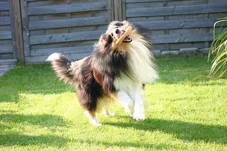 Collie langhåret Rollington Fidusen (Keiko) - Keiko leger. billede 9