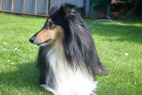 Collie langhåret Rollington Fidusen (Keiko) - Keiksen billede 10