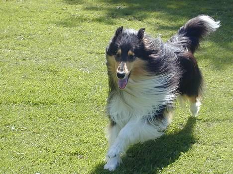 Collie langhåret Rollington Fidusen (Keiko) - Max. 120 km/t i svinget Keiko !! billede 11