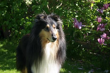 Collie langhåret Rollington Fidusen (Keiko) - Dejlig er man vel :D billede 12