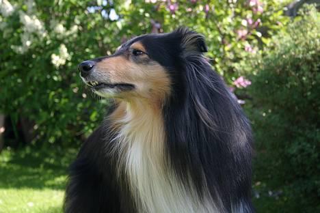 Collie langhåret Rollington Fidusen (Keiko) - Bamsen Keiko billede 13