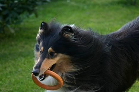 Collie langhåret Rollington Fidusen (Keiko) - Keiko billede 14