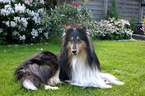 Collie langhåret Rollington Fidusen (Keiko) - Keiko billede 15