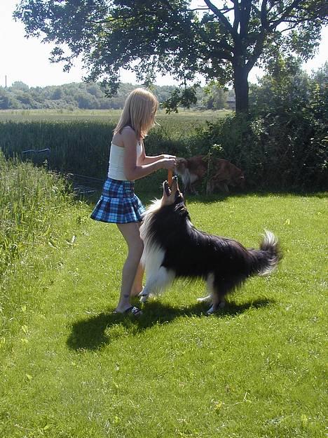 Collie langhåret Rollington Fidusen (Keiko) - Hvem vinder ? billede 16