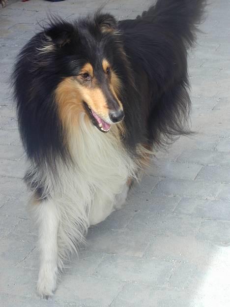 Collie langhåret Rollington Fidusen (Keiko) - Keiko & Jeg leger fangeleg.  billede 17