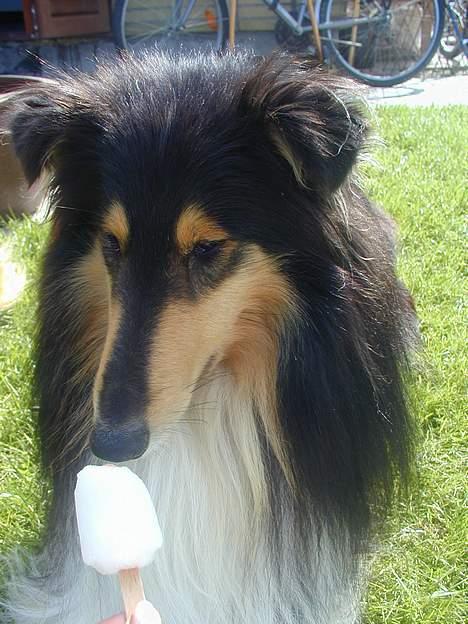 Collie langhåret Rollington Fidusen (Keiko) - Mums...! billede 18