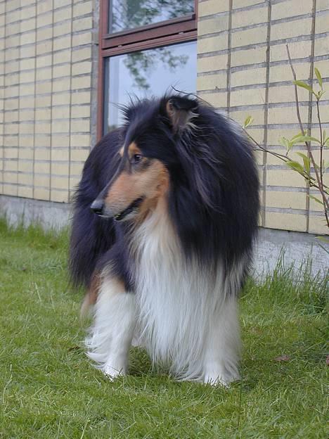 Collie langhåret Rollington Fidusen (Keiko) - Keiksen billede 19