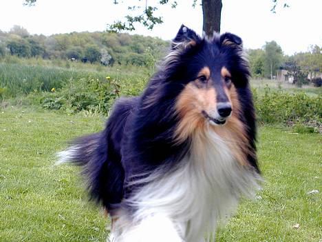 Collie langhåret Rollington Fidusen (Keiko) - Keiko billede 20