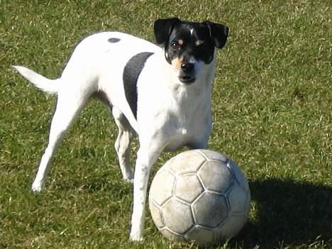 Dansk svensk gaardhund Snukki - At lege med bold er nu sjovt! billede 8