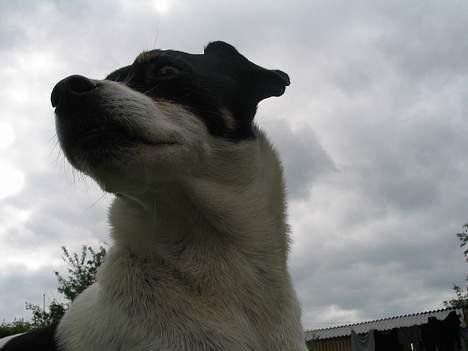 Dansk svensk gaardhund Snukki - Tja... Hvad kan jeg skrive...? billede 9