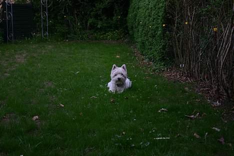 West highland white terrier Ziang - Det er bare så dejligt at ligge på grasset!!! billede 11