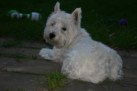 West highland white terrier Ziang - Jeg har ikke øjne i nakken men jeg kan godt se dig...  billede 12