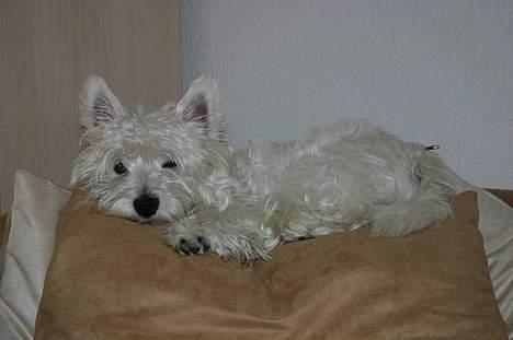 West highland white terrier Ziang - Kan man aldrig ligge i fred.... grrr billede 13