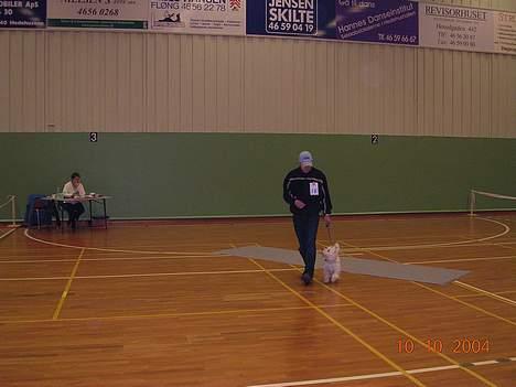 West highland white terrier Ziang - Her har jeg taget min far med på udstilling... er han ikke bare god til at gå med snor... *S* billede 14