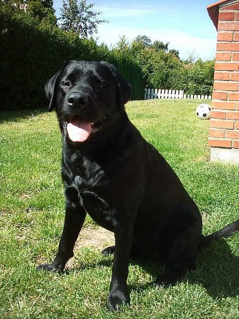 Labrador retriever Kenzo - Nu er jeg blevet 1 år og 2 mdr.. Flot fyr... billede 6