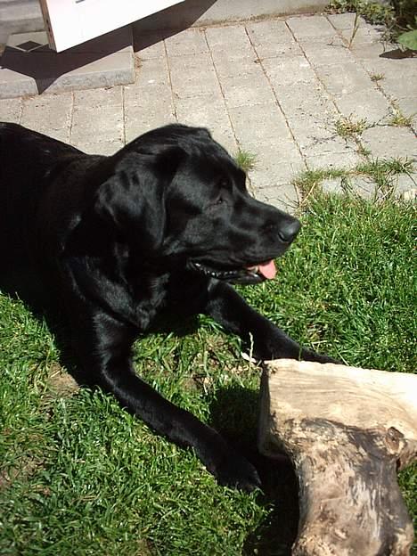 Labrador retriever Kenzo - Sommerklar billede 7