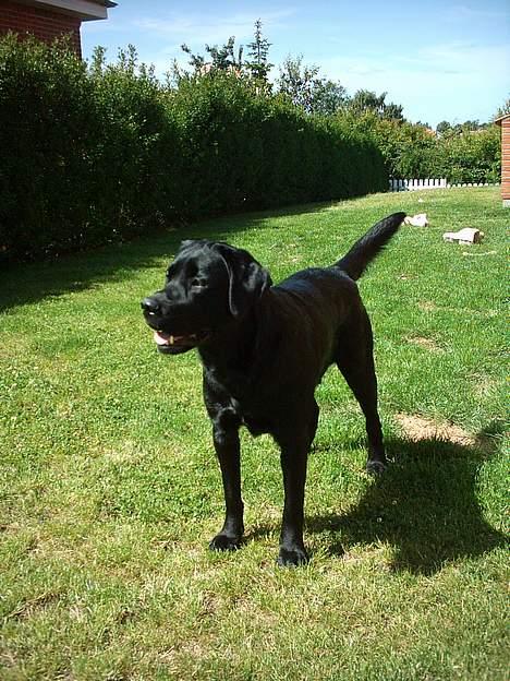 Labrador retriever Kenzo - Gøre mig lidt til for kameraet kan jeg da også... billede 8