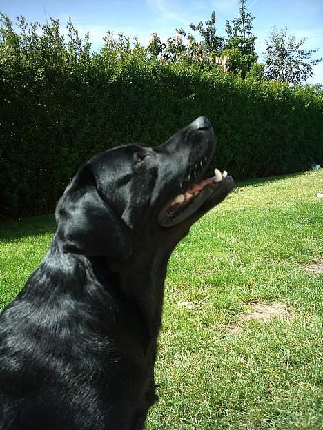 Labrador retriever Kenzo billede 9